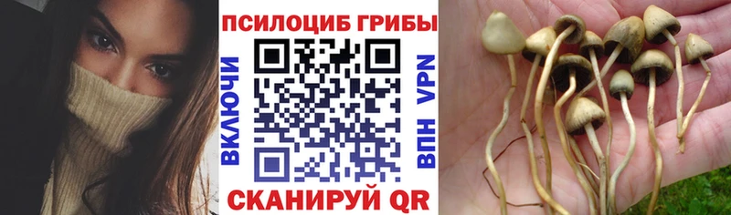 Купить  Голицыно  Псилоцибиновые грибы мухоморы 